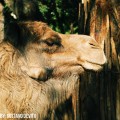 Visita al Zoológico de Buenos Aires